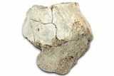 Fossil Ankylosaur (Ankylosaurus) Caudal Vertebra - Montana #331259-1